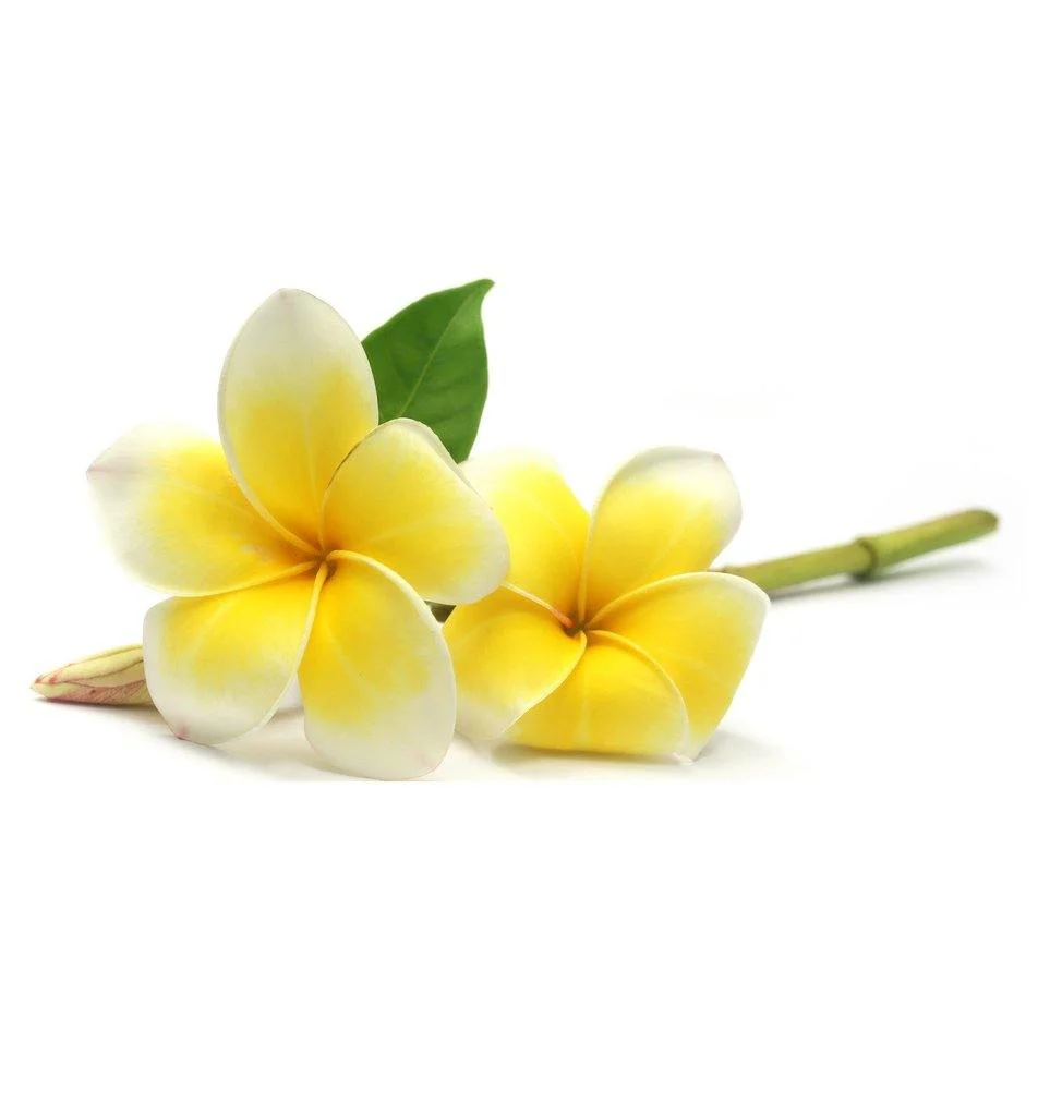 Pluméria - Frangipani
