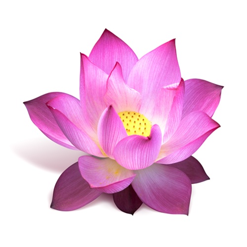 Lotus