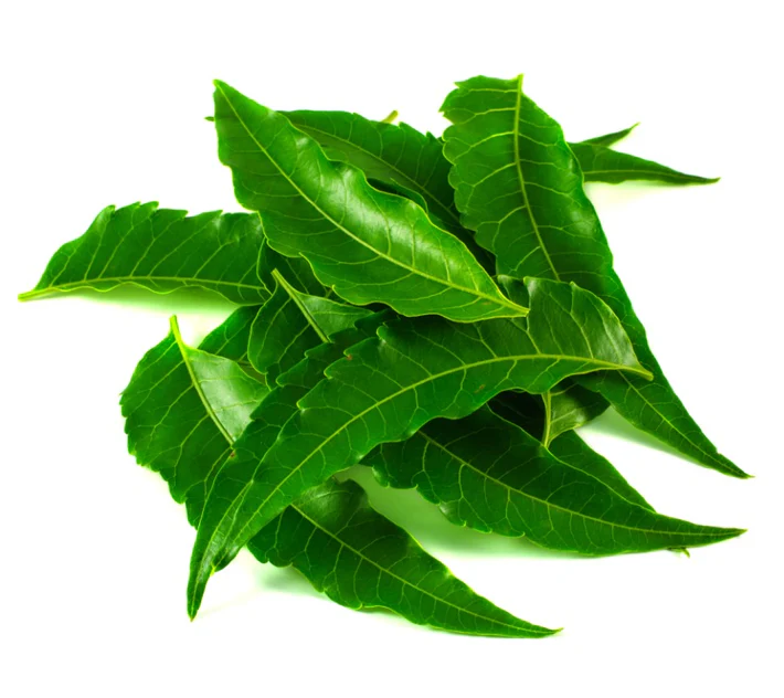 Neem - indický orgován