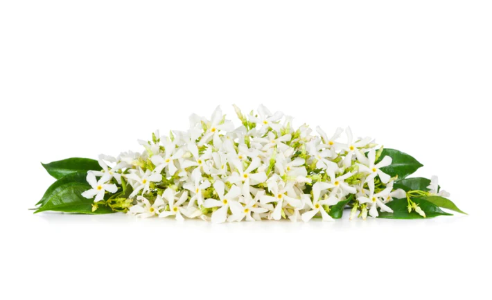 Pomarančový kvet - Neroli