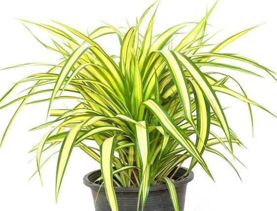 Pandanus