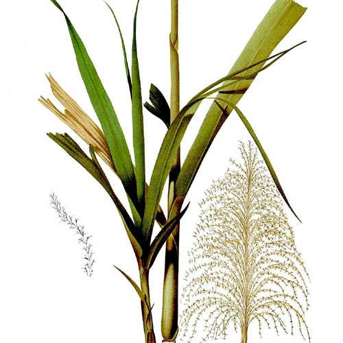 Pluméria
