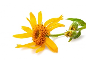 Arnica