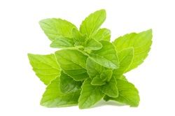 Bergamot