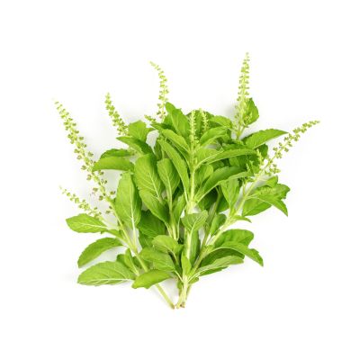 Tulsi - bazalka posvätná