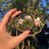 fog magnolie