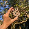 kaleidoskop magnolie