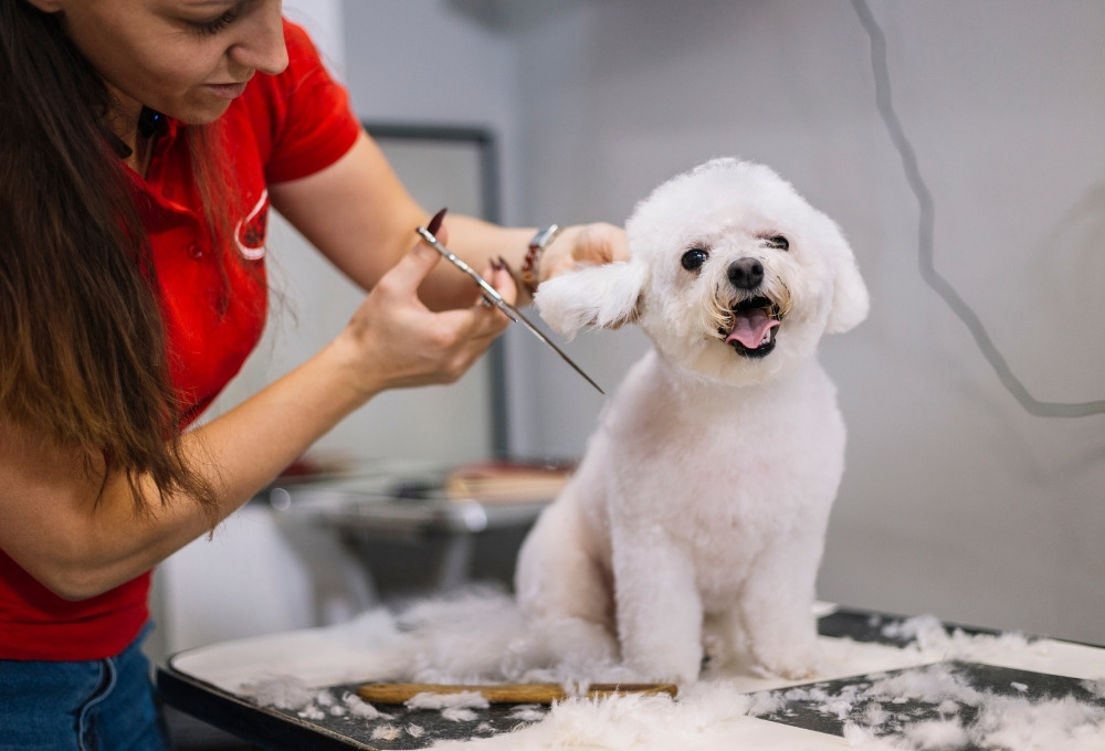 vybavenie-grooming1