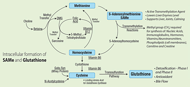 Diagram detoxikačního procesu v játrech