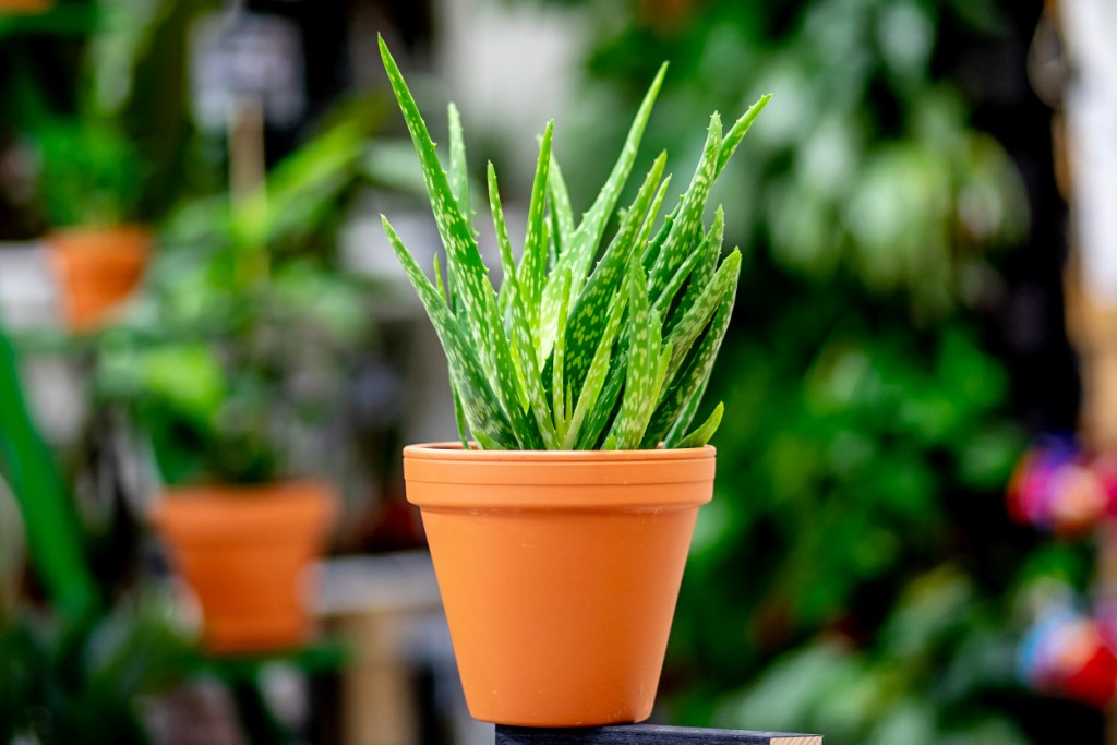 Aloe vera, zázračný pomocník