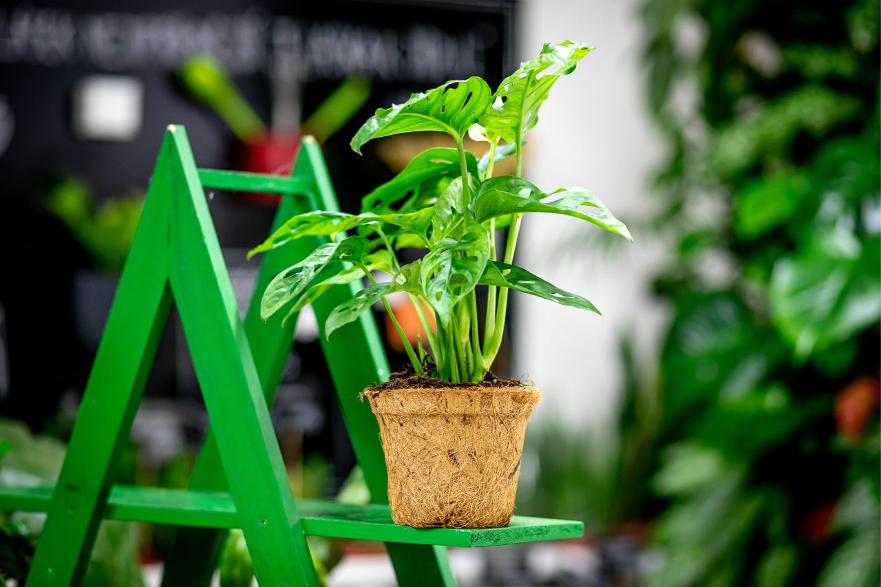 Monstera, hit nejen jako rostlina