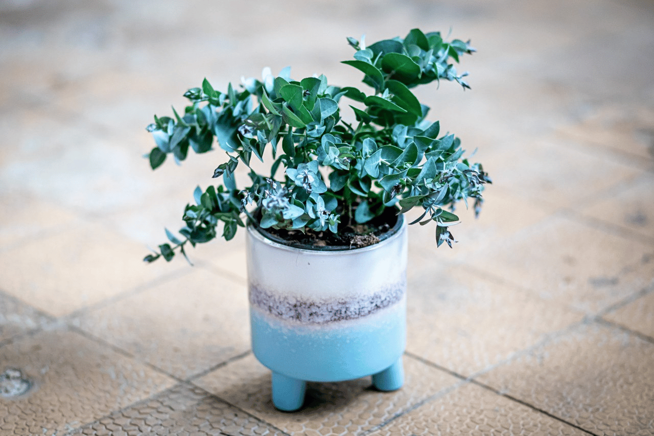 Jak pěstovat Eucalyptus