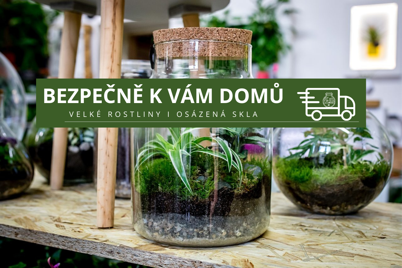 Doprava velkých rostlin a osázených terárií