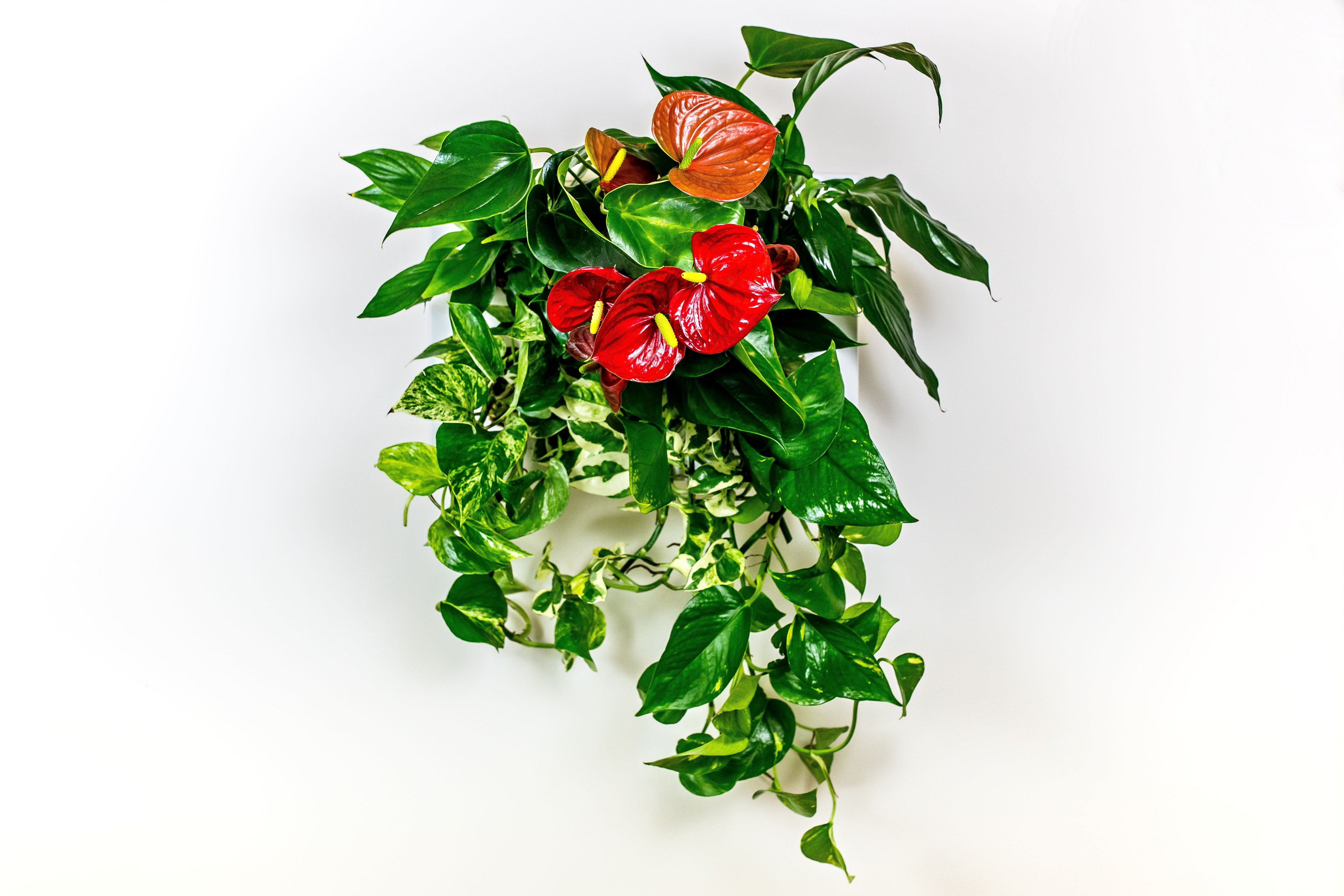Anthurium, kráska z pralesů 