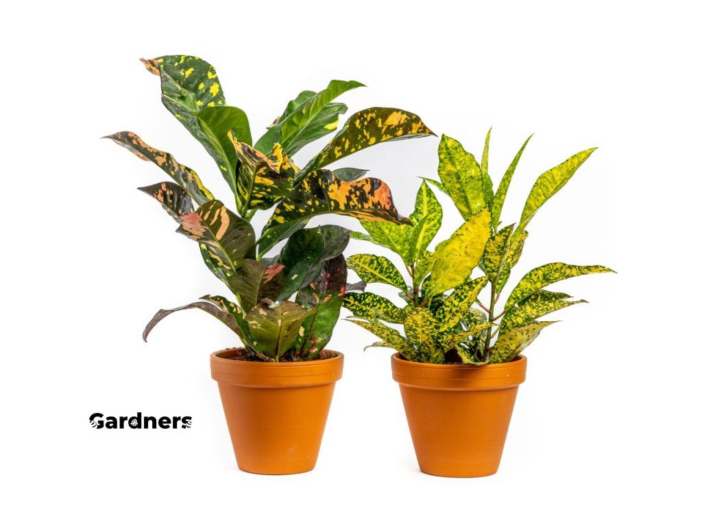 Gardners produkt 021