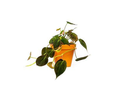 Philodendron scandens Micans, průměr 12 cm  Filodendron