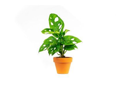 11999 monstera adansonii monkey mask prumer 6 cm