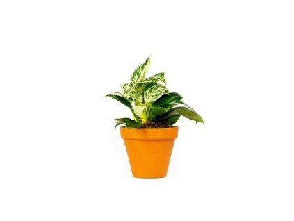 Philodendron White Measure, průměr 11 cm  Filodendron