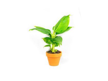 Gardners.cz Musa