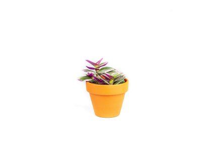 Tradescantia albiflora NANOUK, průměr 6-7,5 cm  Podeňka, voděnka