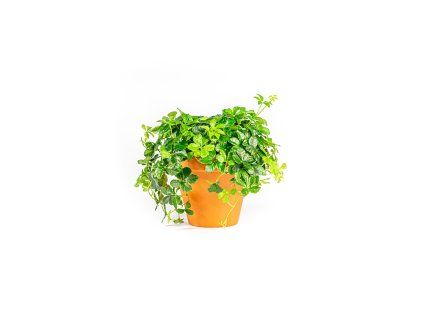 Gardners.cz Parthenocissus Inserta, průměr 12 cm