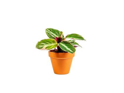 Stromanthe Triostar, průměr 7 cm  Stromante