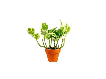 Gardners.cz Epipremnum N Joy, průměr 6 cm