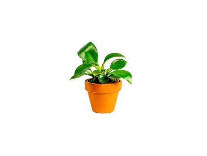 Philodendron White Measure, průměr 6 cm  Filodendron