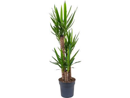 Gardners.cz Yucca, průměr 27 cm