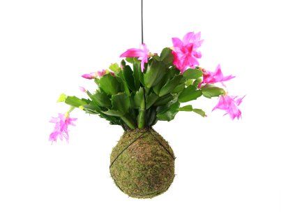 Kokedama Schlumbergera (M)  Vánoční kaktus