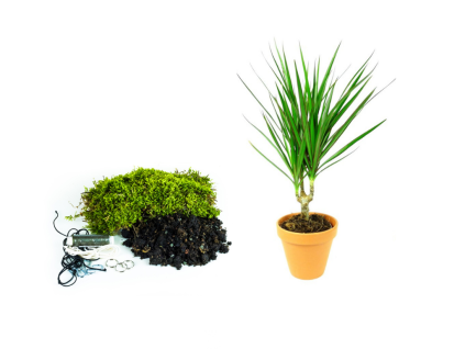 Kokedama "Vyrob si sám" Dracaena marginata (S)  Dracéna lemovaná, Dračinec