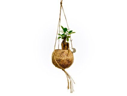 Kokodama Ficus microcarpa Ginseng (S)  Fíkovník drobnolistý