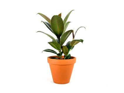 Gardners.cz Ficus elastica