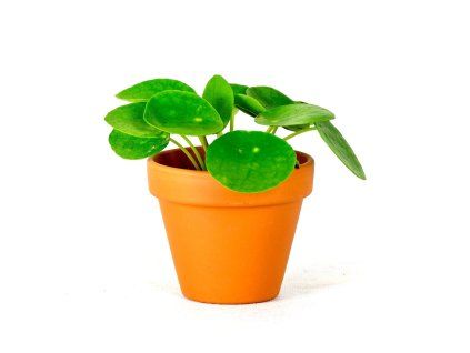 Gardners.cz Pilea 2