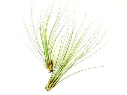 2049 1 tillandsia juncea