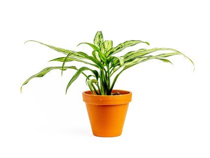 2190 1 aglaonema cutlass prumer 12 cm