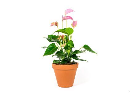 2193 anthurium andraeanum ruzova prumer 12 cm