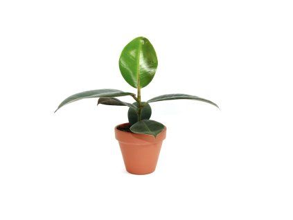 Gardners.cz Ficus elastica Robusta, průměr 8,5 cm
