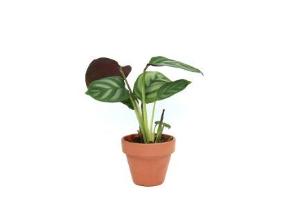 Ctenanthe Setosa Compactstar, průměr 6 cm  Ktenante
