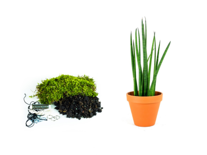 Kokedama "Vyrob si sám" Sansevieria bacularis (M)  Sanseveria, Tchýnin jazyk, Tenura