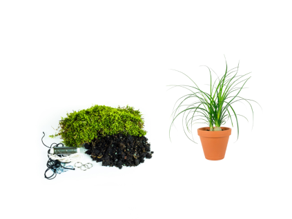 Kokedama "Vyrob si sám" Nolina (S)  Nolina, Sloní noha, Bokarnea