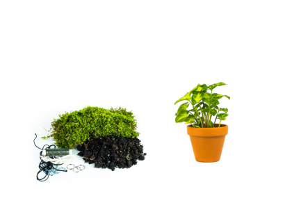 Kokedama "Vyrob si sám" Syngonium Pixie (S)  Syngonium, Syngónium
