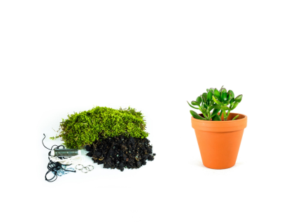 Kokedama "Vyrob si sám" Crassula (M)  Krasule, Tlustice, Strom života