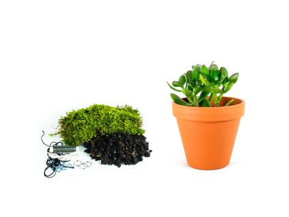 Kokedama "Vyrob si sám" Crassula (L)  Krasule, Tlustice, Strom života