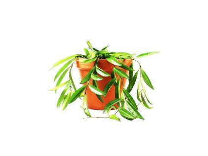 Hoya Wayetti, průměr 12 cm  Hoja, Voskovka