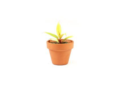 Philodendron Orange, průměr 6 cm  Filodendron