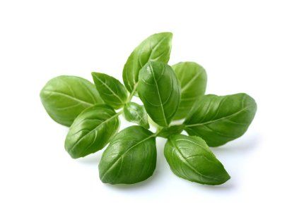 Basil plant 1200x960