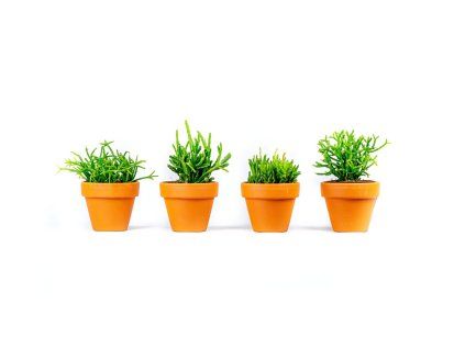 Rhipsalis mix, průměr 6 cm  Rhipsalis, věšák