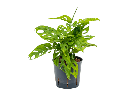 27237 monstera adansonii monkey mask prumer 13 cm hydroponie