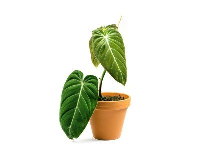 Philodendron Melanochrysum, průměr 12 cm  Filodendron